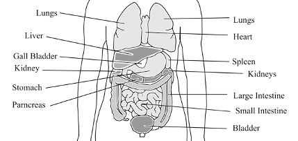 Anatomy of the gut, stomach, intestines and more to understand IBS