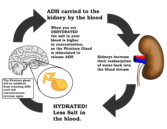 kidney and ADH